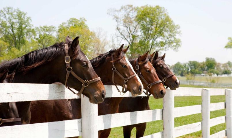 10 Best Equestrian Communities for Horse Lovers in 2026