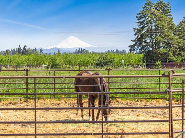 Rising Horse Property Values: Best Investment Markets for Equestrian Real Estate in 2026
