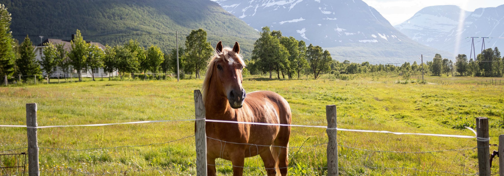 horse-friendly cities