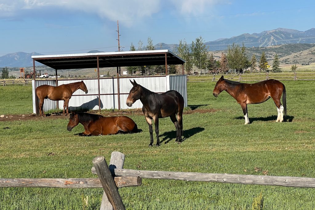 2026 guide: Top Horse-Friendly Cities and Equestrian Communities for Your Perfect Horse Property