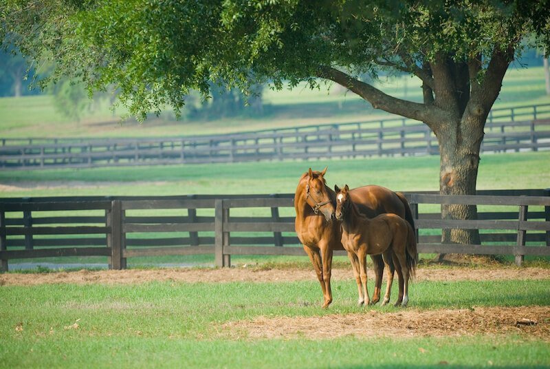 equestrian communities