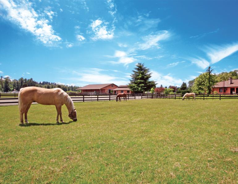 Best Horse Properties: Top Equestrian Communities and Cities in the US