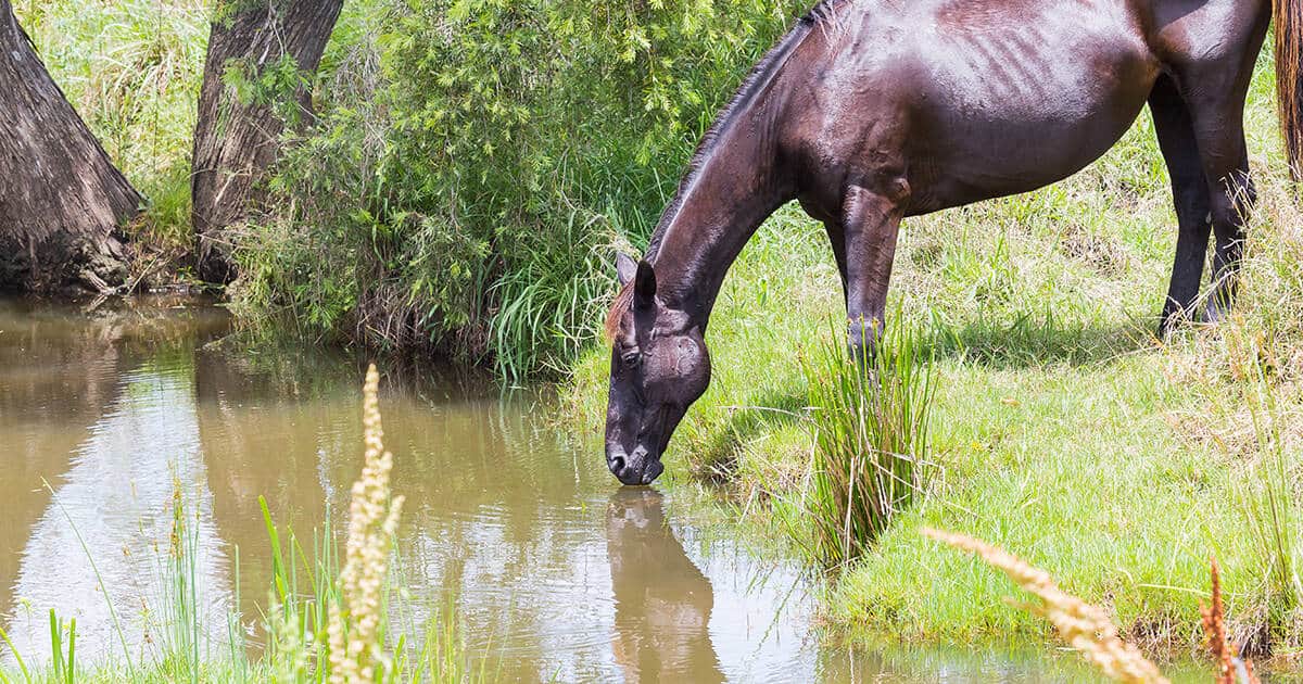 Climate-Resilient Horse Properties: Finding Drought-Resistant Equestrian Communities in 2026