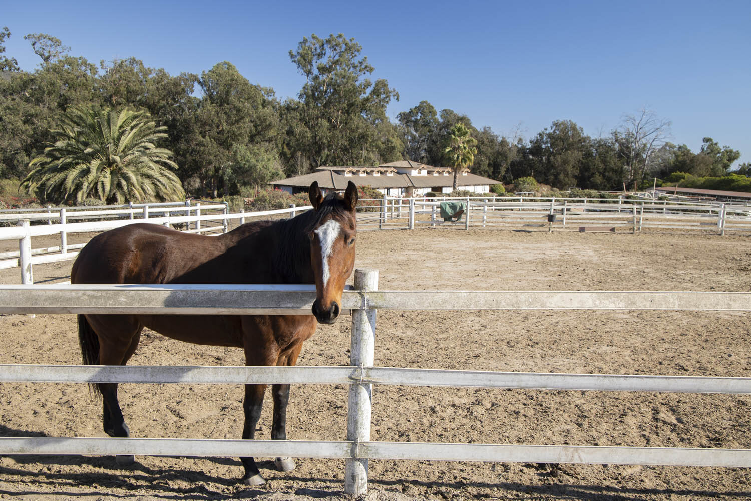 to the Horse Properties