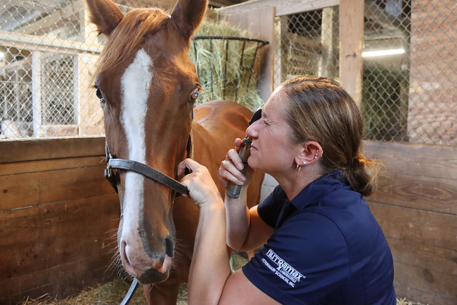 horse emergency veterinary care