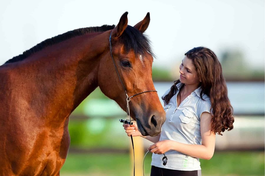 horse insurance premium