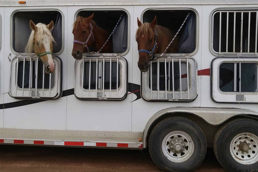 horse transportation