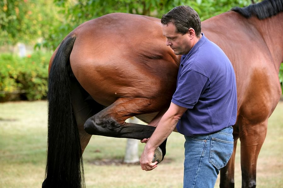vet examining horse