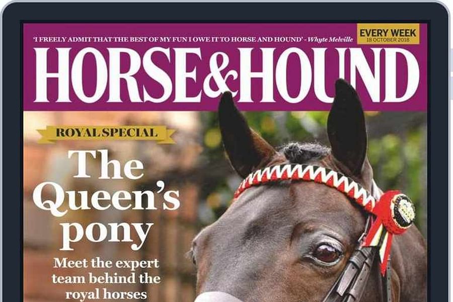 horse solarium grooming station