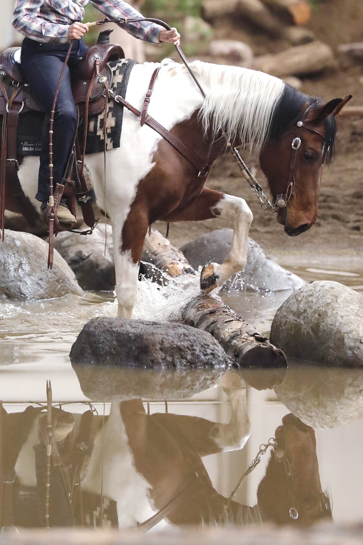 on-site veterinary facility horse