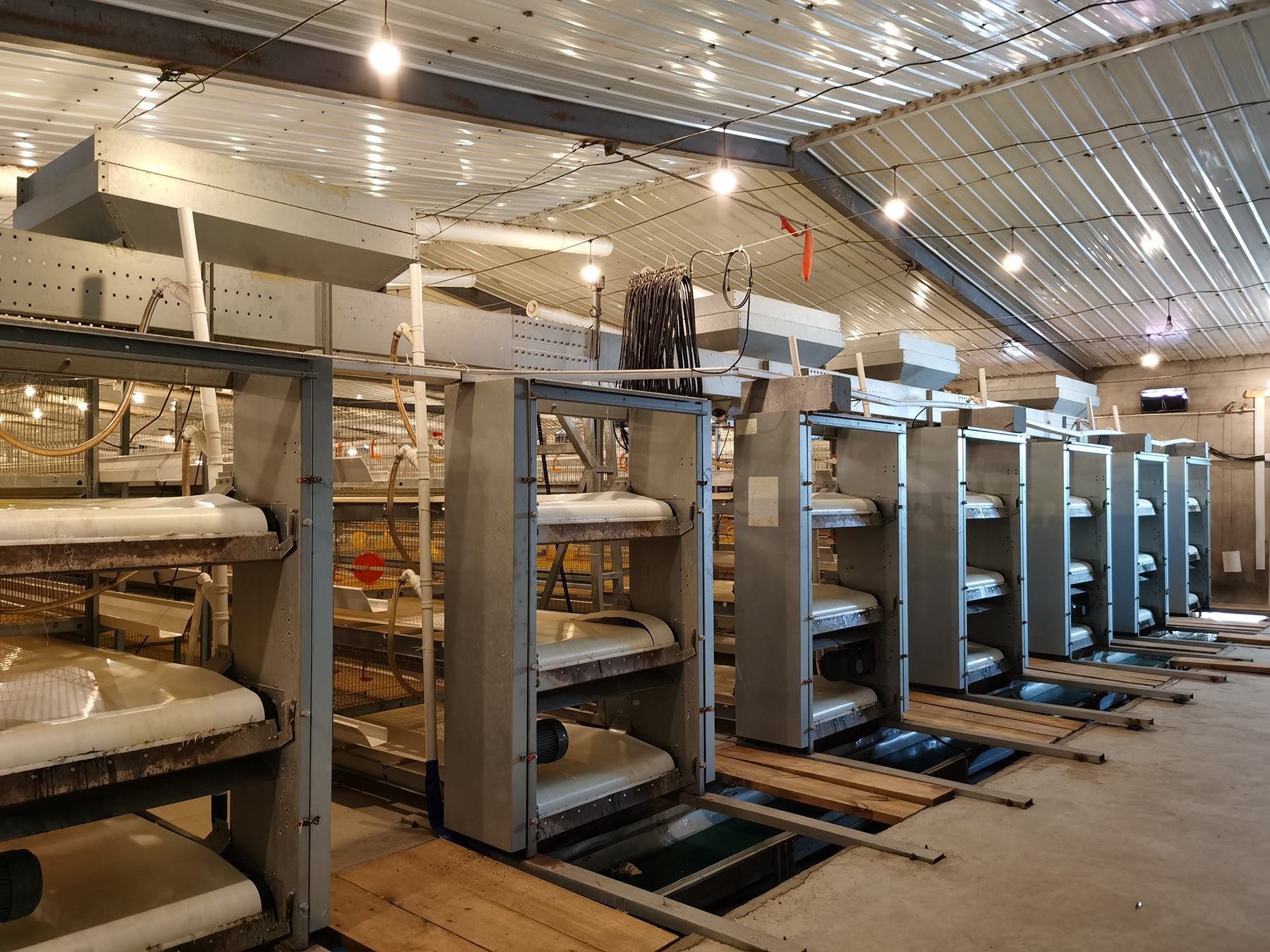 Automated manure removal system