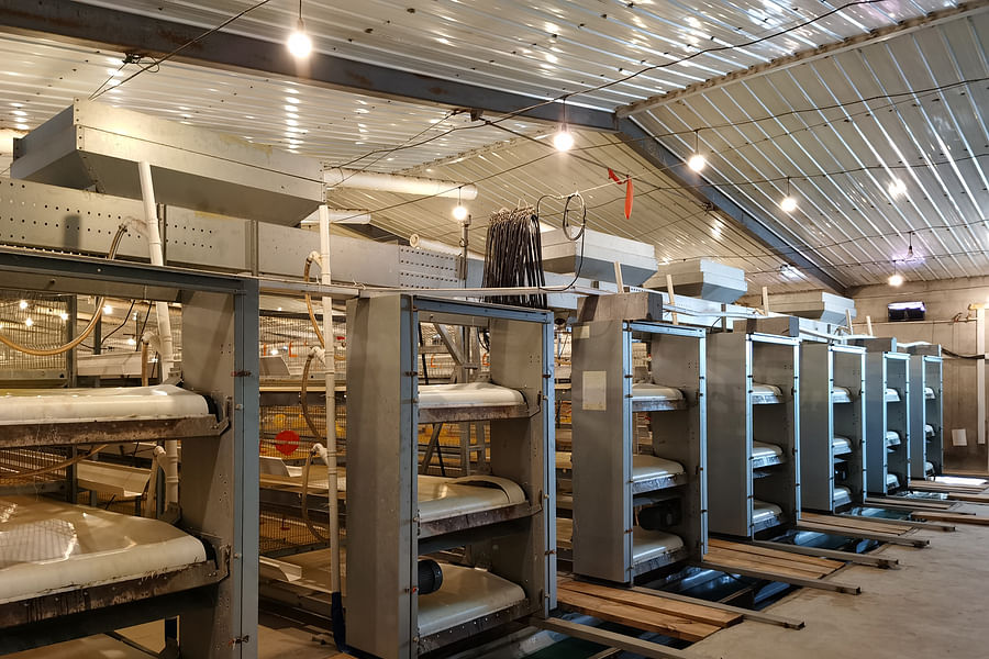 Automated manure removal system