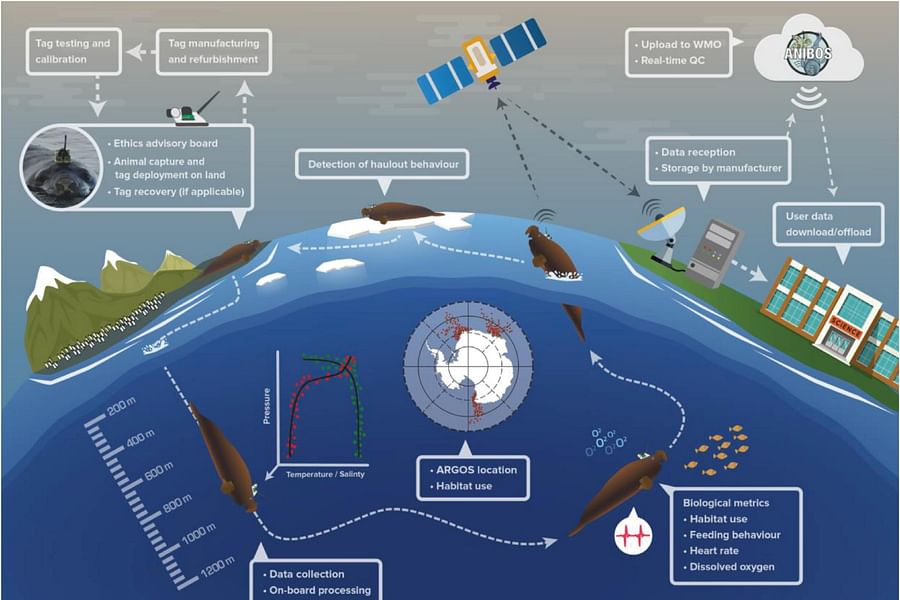 Electronic veterinary record system