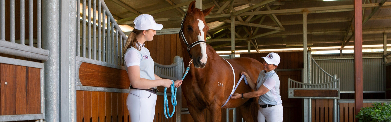 horse custom nutrition plan