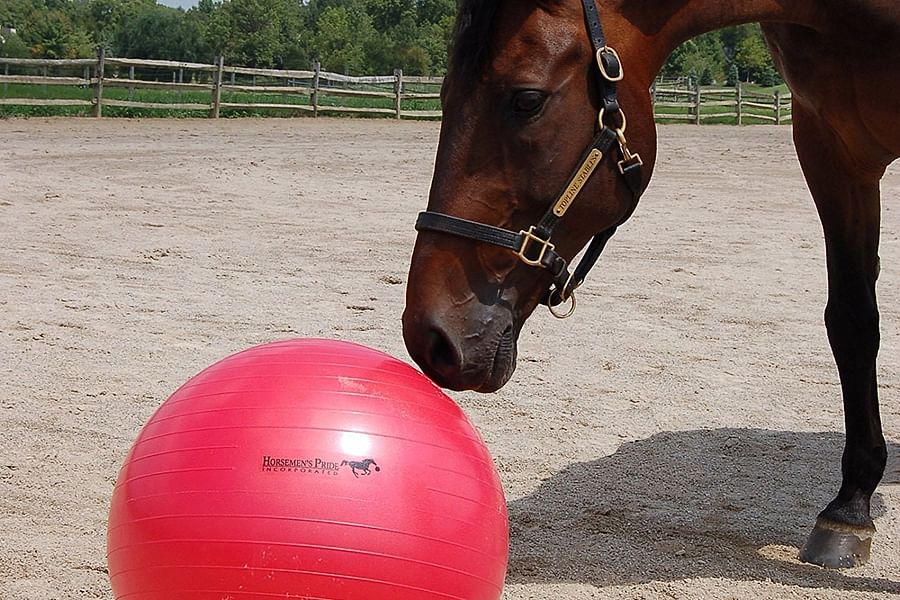 Horse exercise equipment