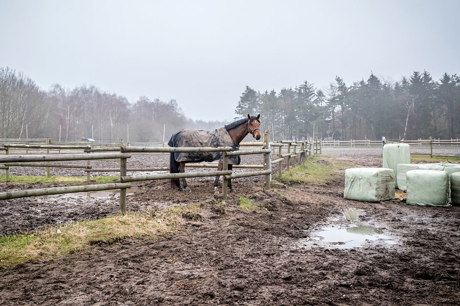 luxury horse turnout paddock