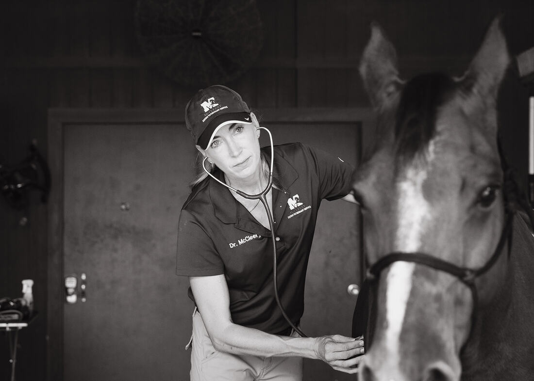 on-site horse veterinary services