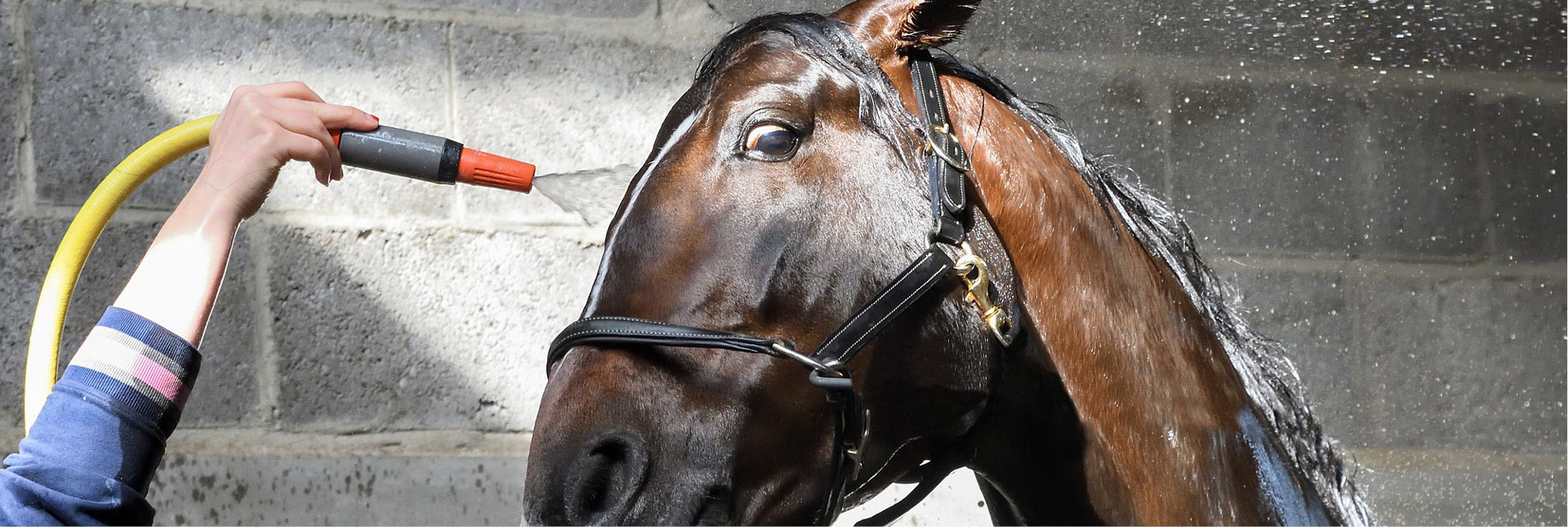 horse wash bay design