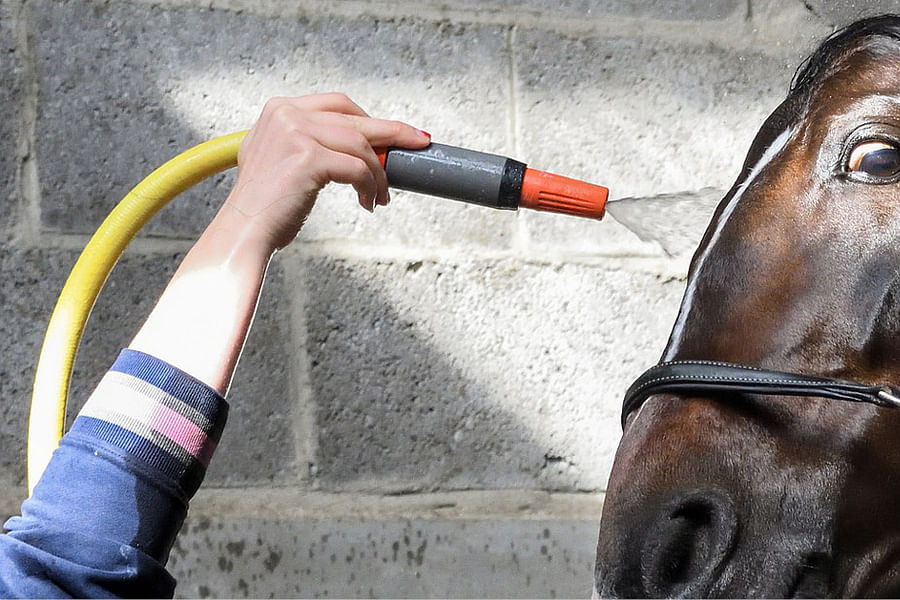 horse wash bay design