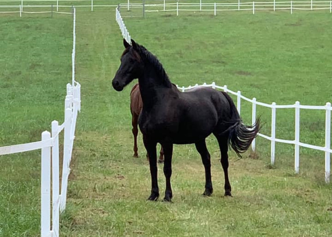 paddock paradise equestrian