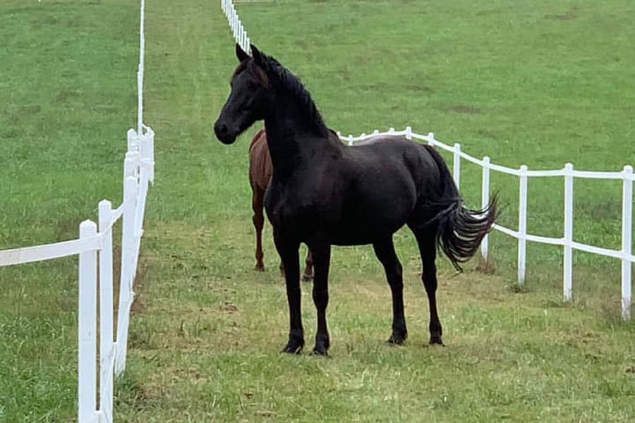 paddock paradise equestrian