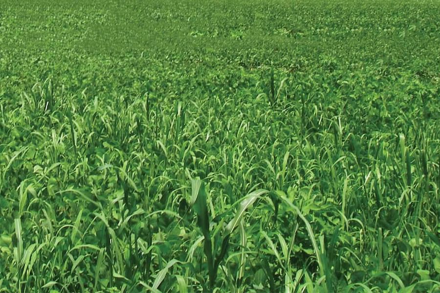 Bermuda Grass pasture