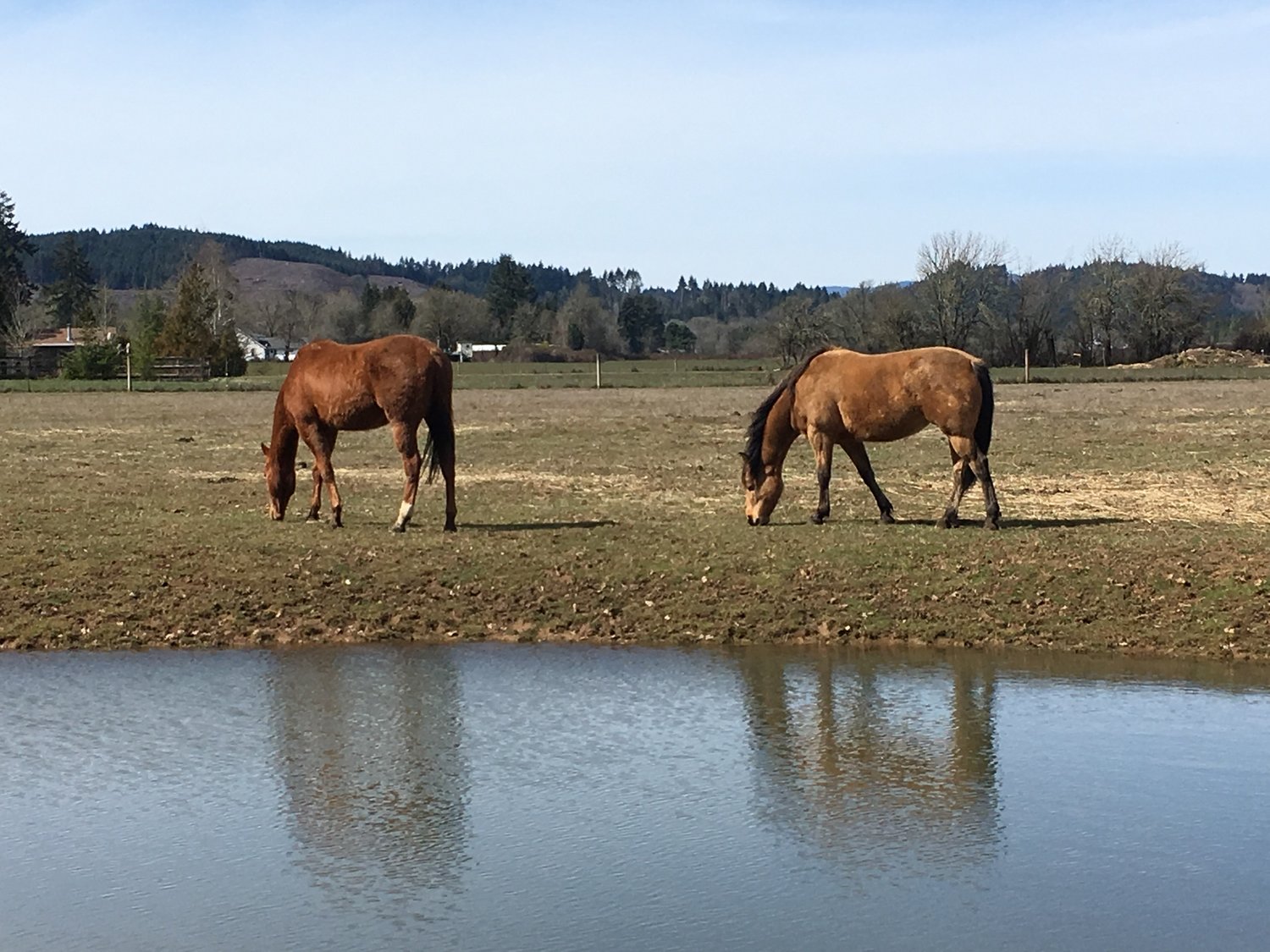 Creeping Thyme in horse pasture