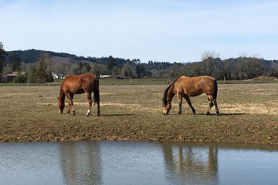 Creeping Thyme in horse pasture