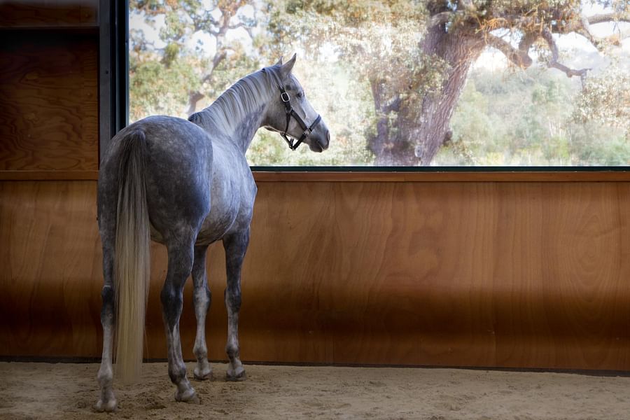 dust control in horse arenas
