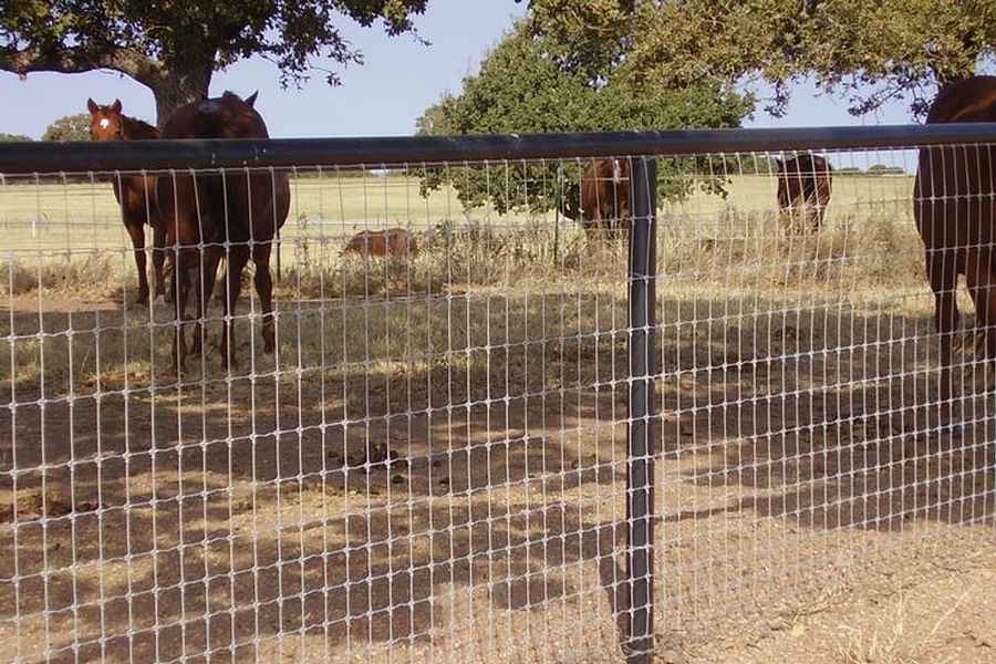 horse-safe fencing