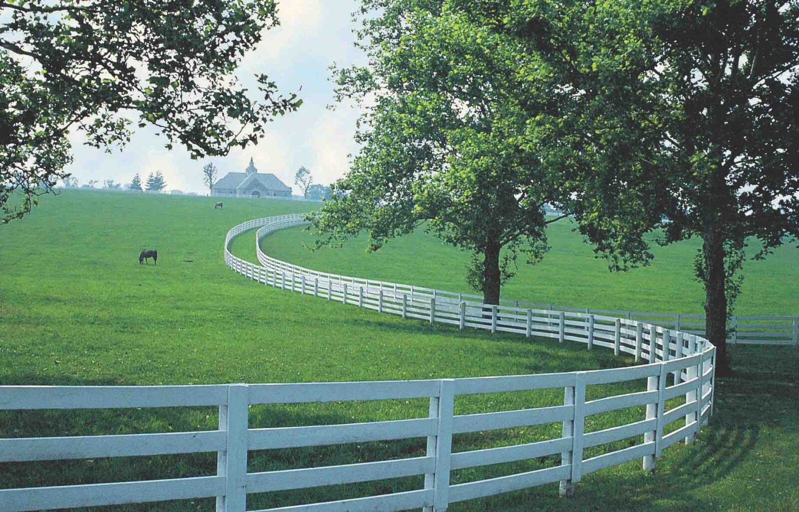 Kentucky Bluegrass for horses