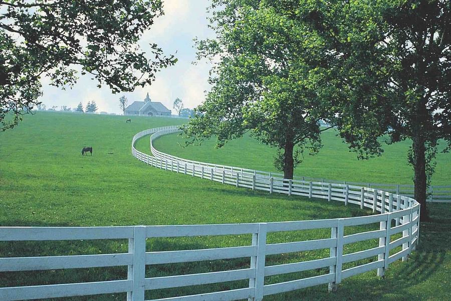 Kentucky Bluegrass for horses