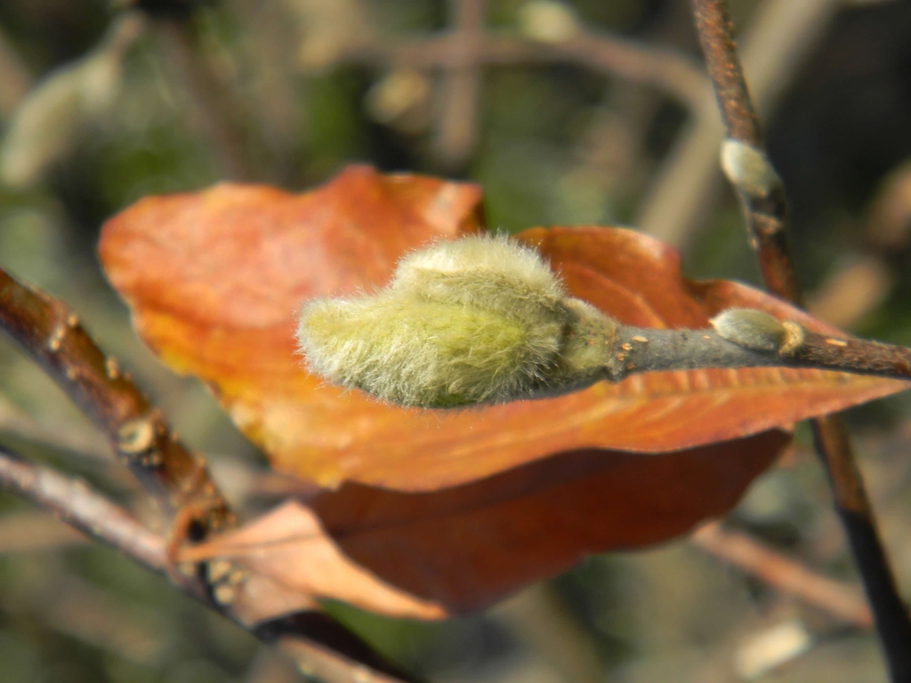 Magnolia Bushes non-toxic to horses