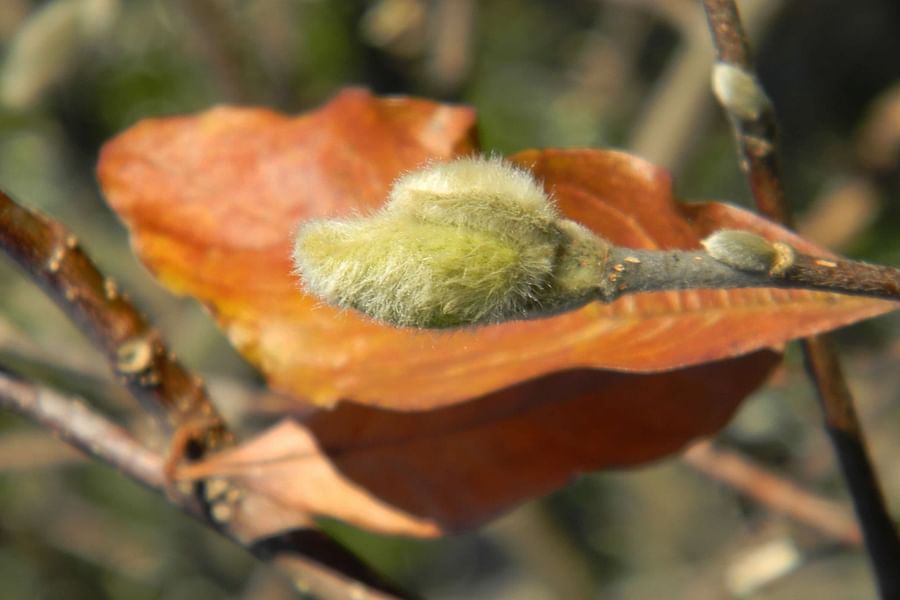 Magnolia Bushes non-toxic to horses
