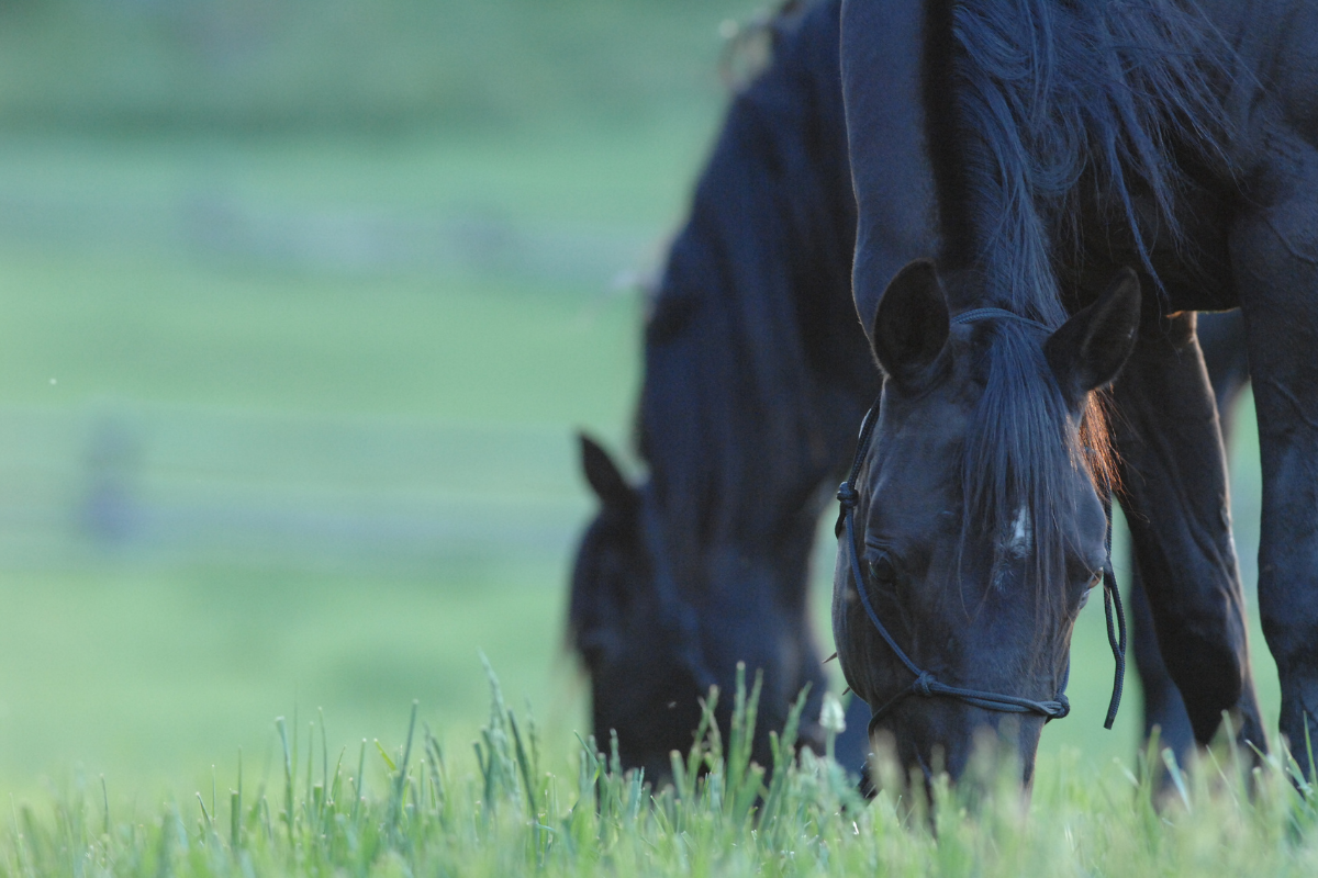 natural shelter for horses