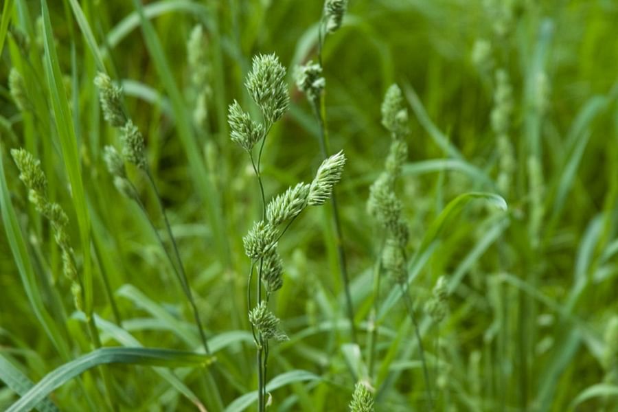 Orchard Grass pasture