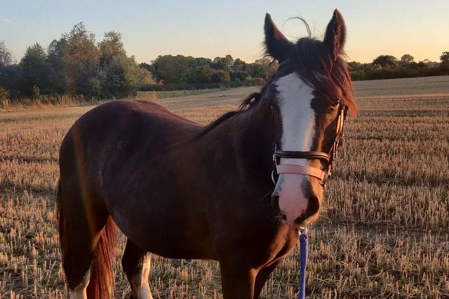varied terrain in horse paddock