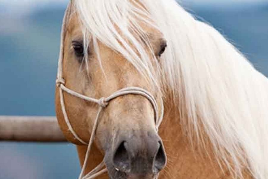 equine chiropractic services