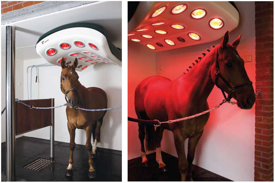 equine infrared therapy