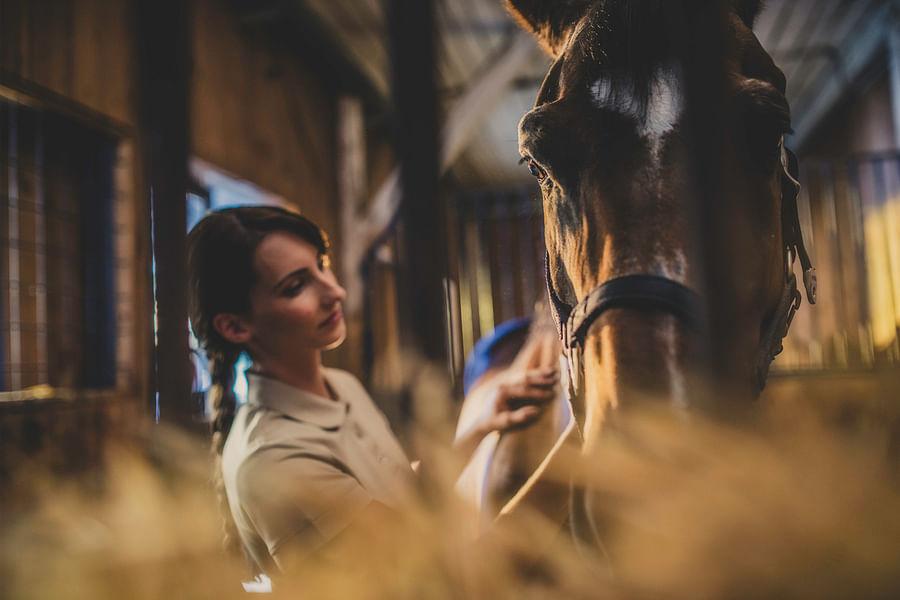 horse massage therapy