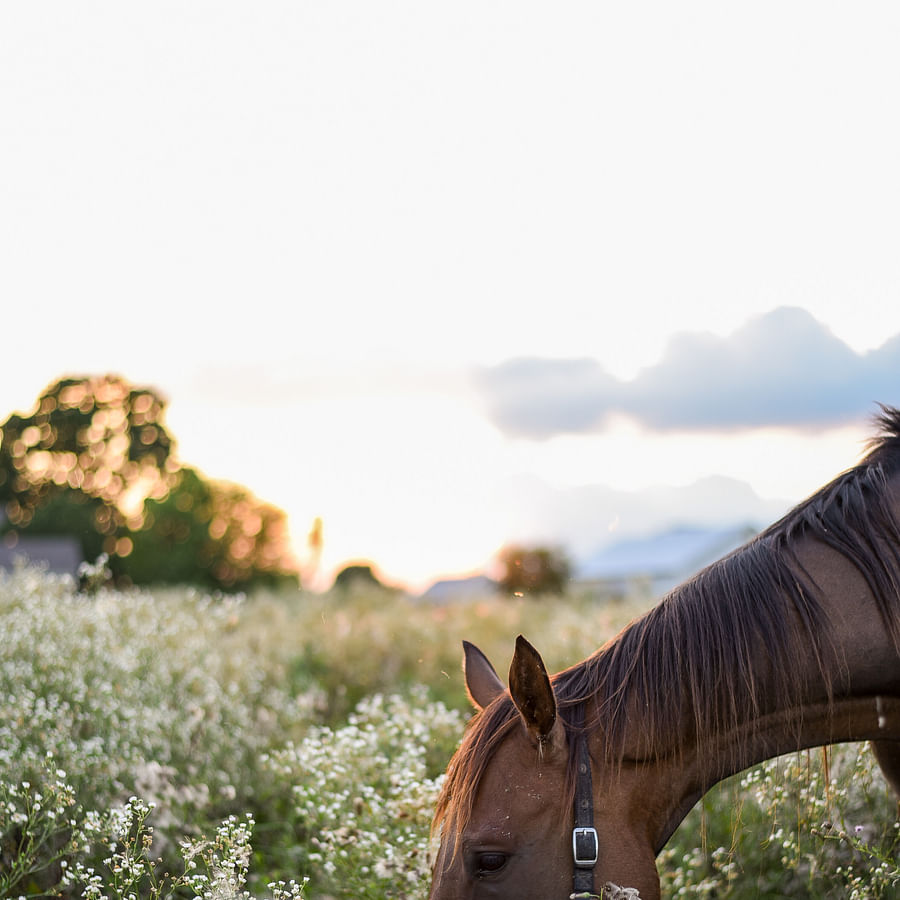 Horse eating organic feed in a sustainable equestrian property
