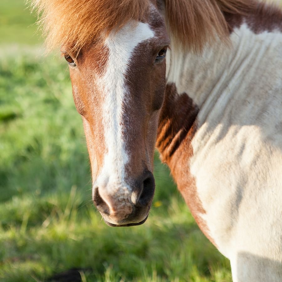 Lush green equestrian property employing sustainable practices