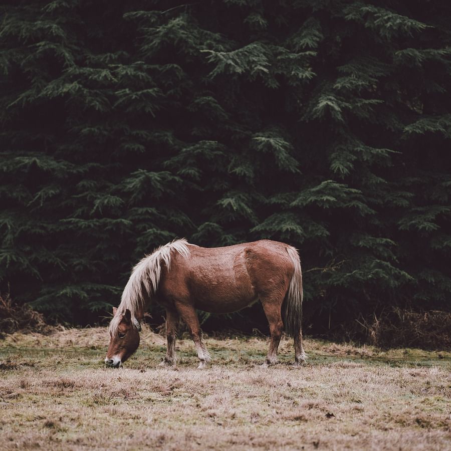 Luxurious horse boarding facility in a serene environment