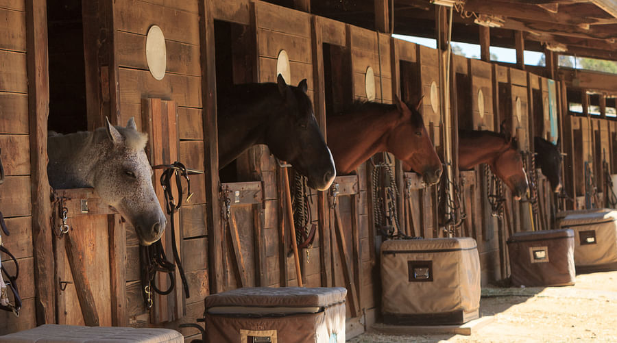 Horse Boarding Facilities Pros, Cons, and Tips for Choosing the Right One