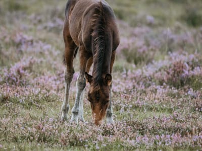 Horse Farm Management Tips for a Smooth and Successful Operation