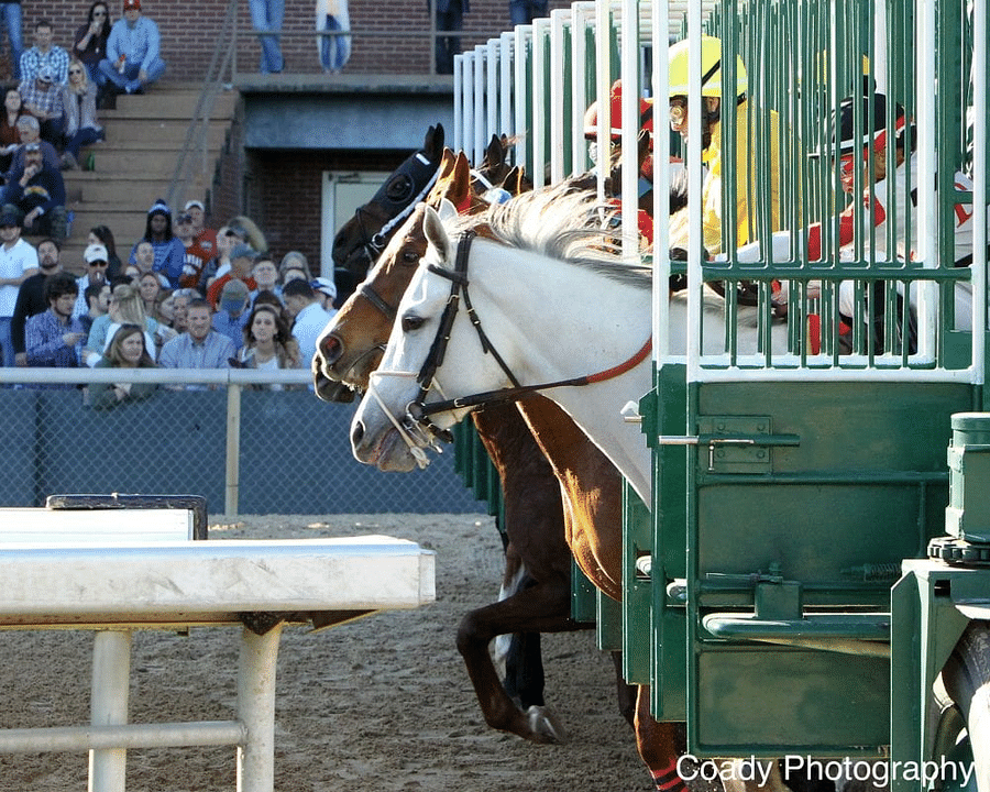 Monthly Costs of Owning a Horse A Practical Breakdown of Expenses