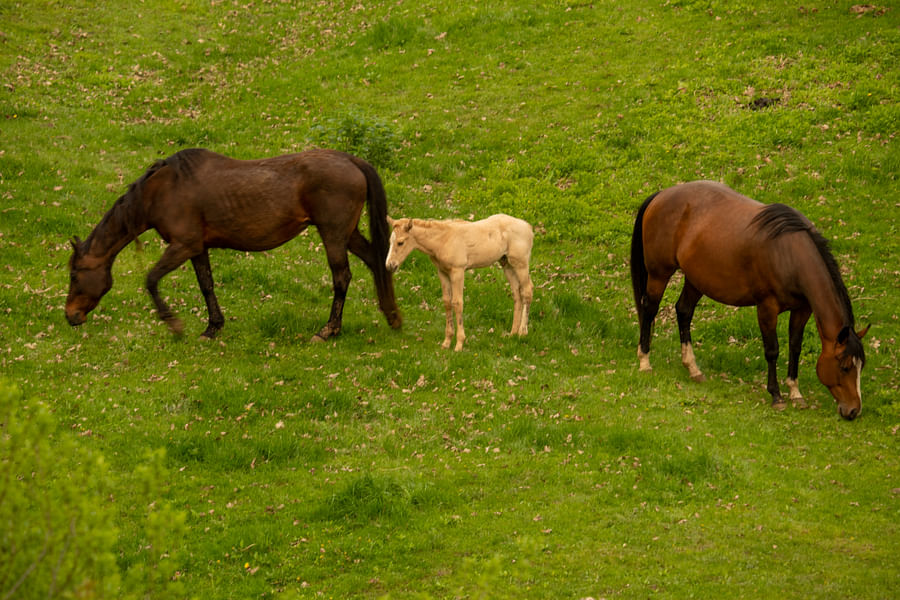 Horses grazing in a well-managed pasture on a sunny day