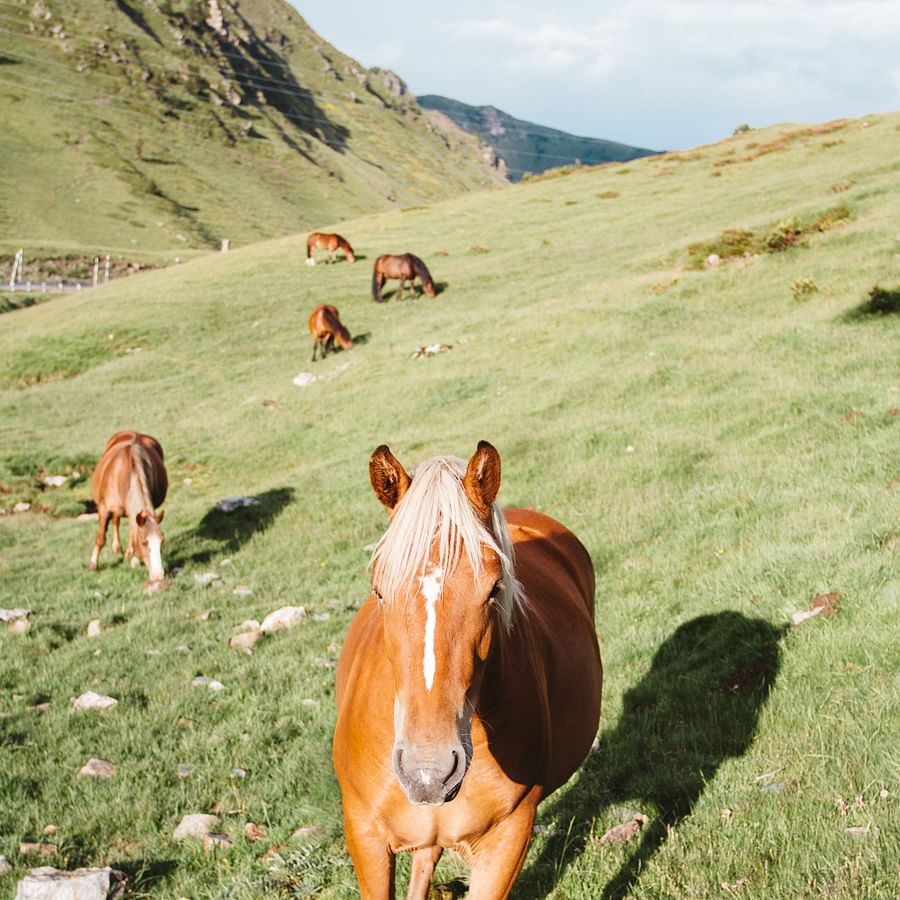Serene horse farm with well-maintained stables and grazing horses