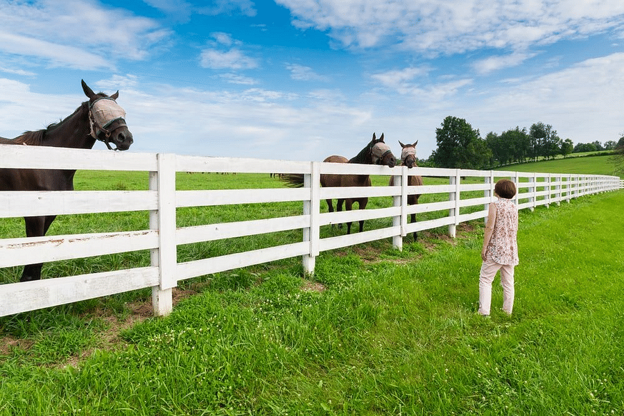 Top 5 HorseFriendly Cities in the United States for Equestrian Enthusiasts
