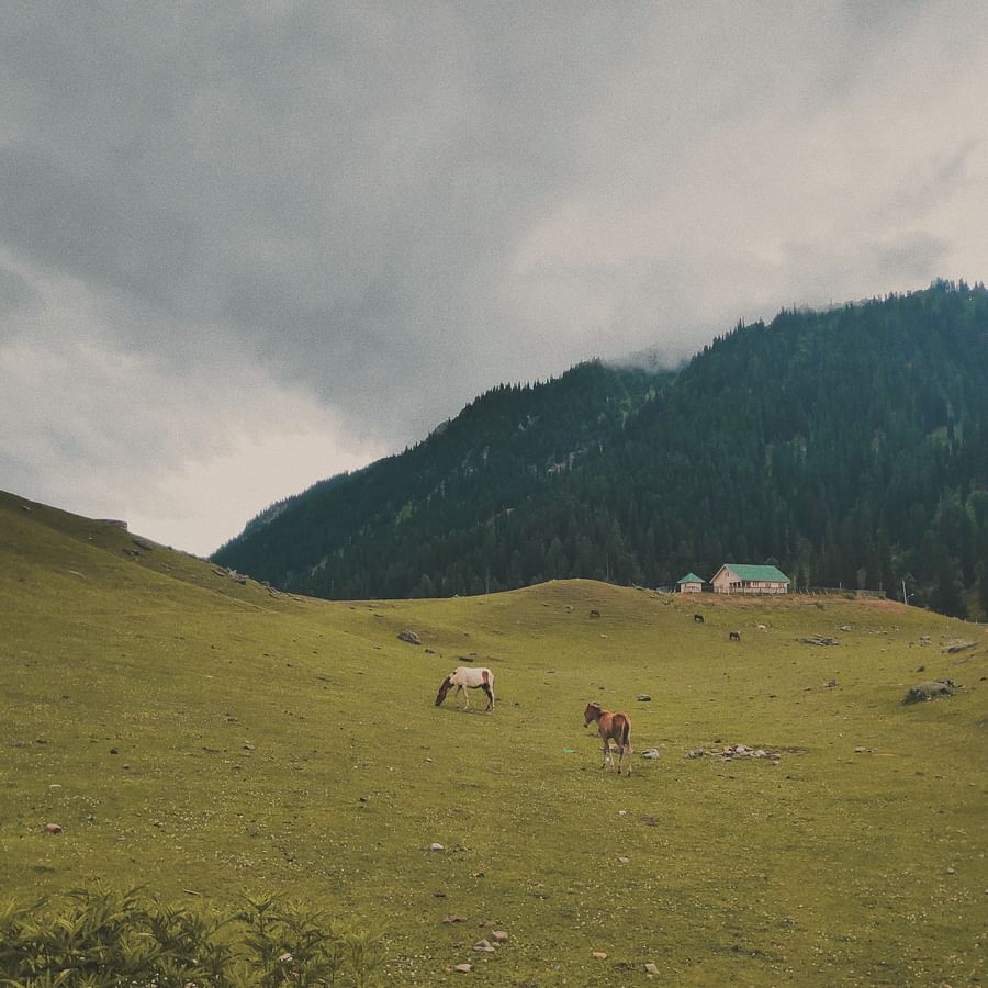 Group of horses joyfully galloping across a vibrant green field